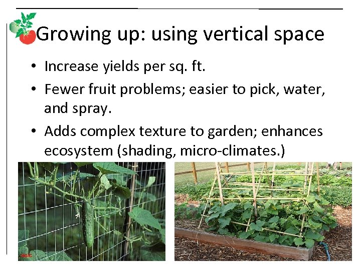 Growing up: using vertical space • Increase yields per sq. ft. • Fewer fruit