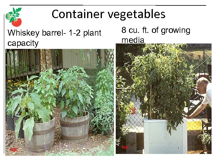 Container vegetables Whiskey barrel- 1 -2 plant capacity 8 cu. ft. of growing media