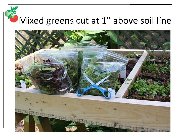 Mixed greens cut at 1” above soil line 