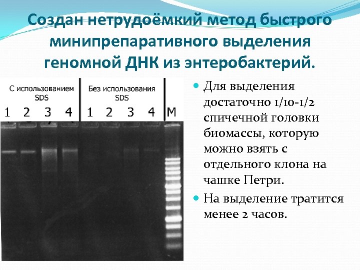 Создан нетрудоёмкий метод быстрого минипрепаративного выделения геномной ДНК из энтеробактерий. Для выделения достаточно 1/10