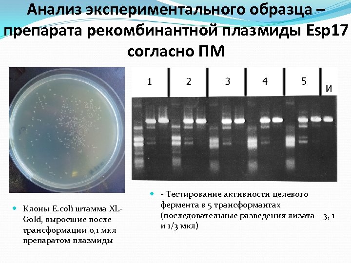 Анализ экспериментального образца – препарата рекомбинантной плазмиды Esp 17 согласно ПМ Клоны E. coli