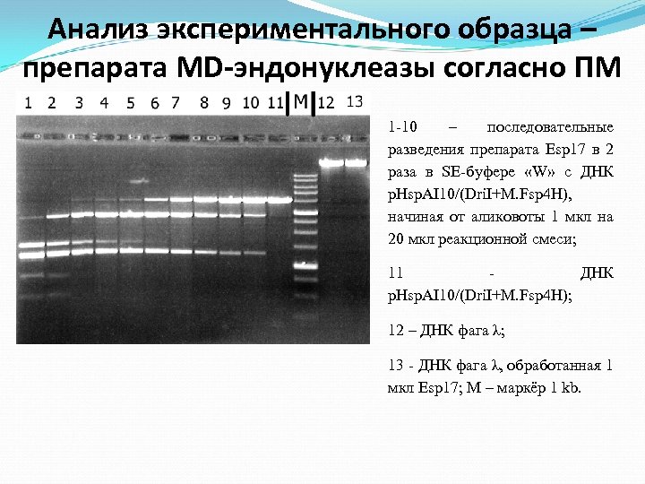 Анализ экспериментального образца – препарата MD-эндонуклеазы согласно ПМ 1 -10 – последовательные разведения препарата