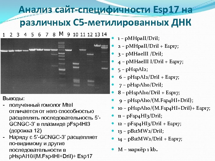 Анализ сайт-специфичности Esp 17 на различных С 5 -метилированных ДНК Выводы: - полученный гомолог