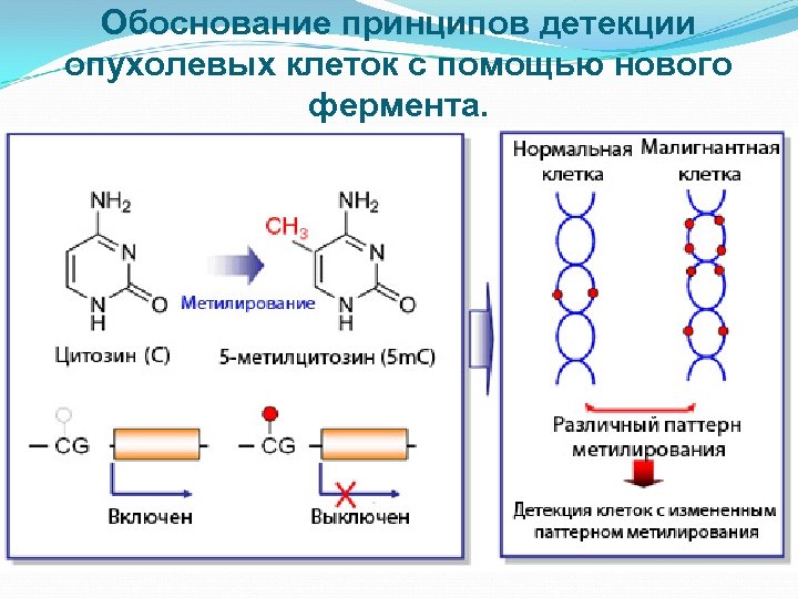 Обоснование принципов детекции опухолевых клеток с помощью нового фермента. 