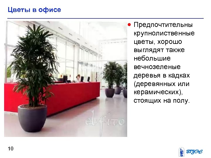 Цветы в офисе · Предпочтительны крупнолиственные цветы, хорошо выглядят также небольшие вечнозеленые деревья в