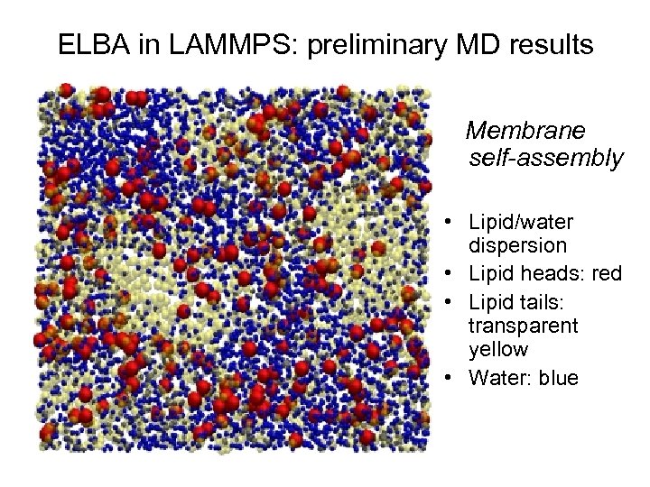 ELBA in LAMMPS: preliminary MD results Membrane self-assembly • Lipid/water dispersion • Lipid heads: