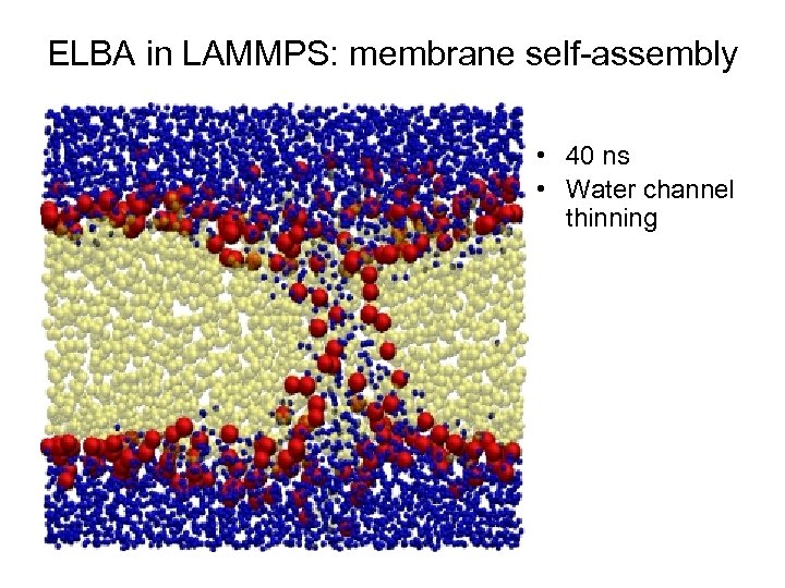 ELBA in LAMMPS: membrane self-assembly • 40 ns • Water channel thinning 