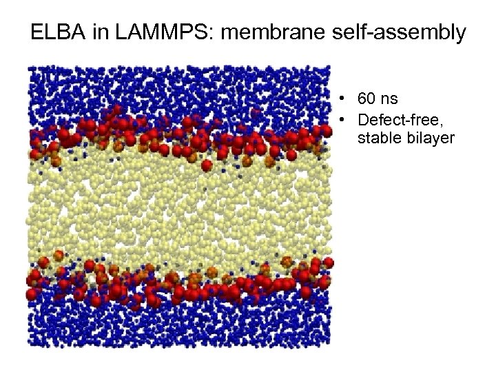 ELBA in LAMMPS: membrane self-assembly • 60 ns • Defect-free, stable bilayer 
