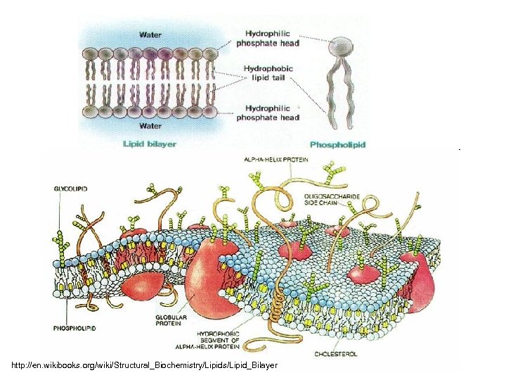 http: //en. wikibooks. org/wiki/Structural_Biochemistry/Lipids/Lipid_Bilayer 