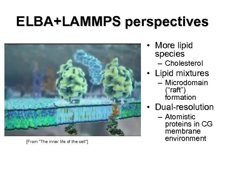 ELBA+LAMMPS perspectives • More lipid species – Cholesterol • Lipid mixtures – Microdomain (“raft”)