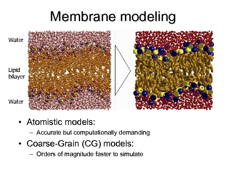 Membrane modeling Water Lipid bilayer Water • Atomistic models: – Accurate but computationally demanding