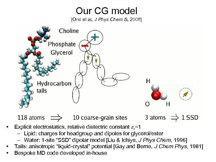 Our CG model [Orsi et al, J Phys Chem B, 2008] • • •