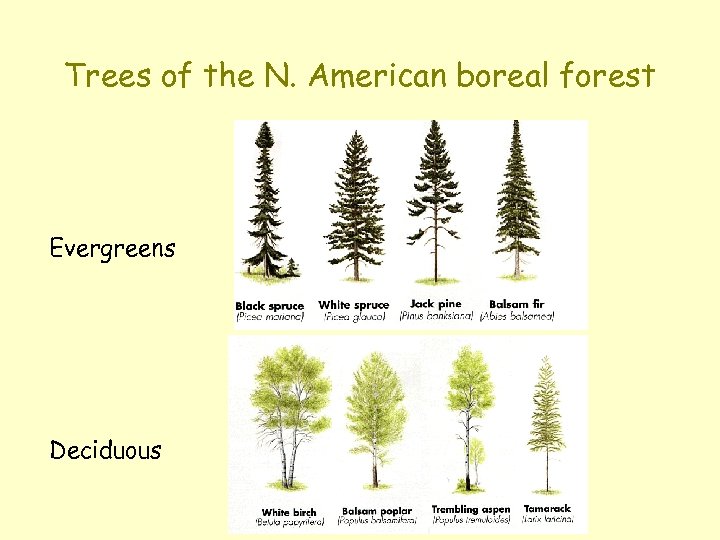 Trees of the N. American boreal forest Evergreens Deciduous 