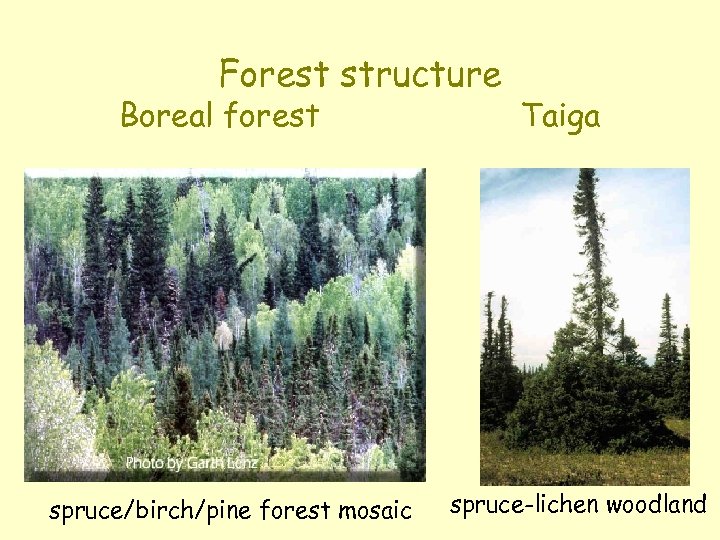 Forest structure Boreal forest spruce/birch/pine forest mosaic Taiga spruce-lichen woodland 