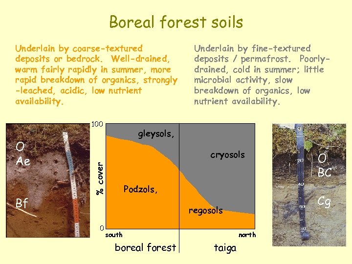 Boreal forest soils Underlain by coarse-textured deposits or bedrock. Well-drained, warm fairly rapidly in