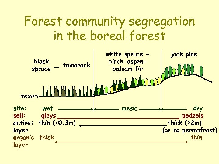 Forest community segregation in the boreal forest black spruce tamarack white spruce birch-aspenbalsam fir