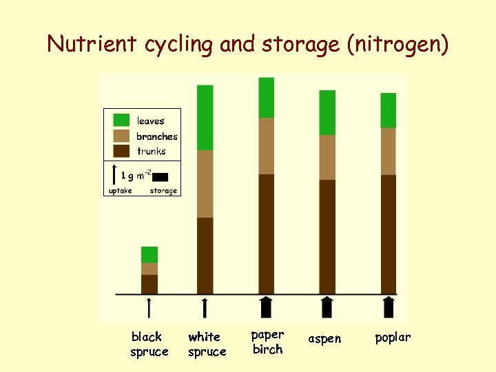 Nutrient cycling and storage (nitrogen) black spruce white spruce paper birch aspen poplar 