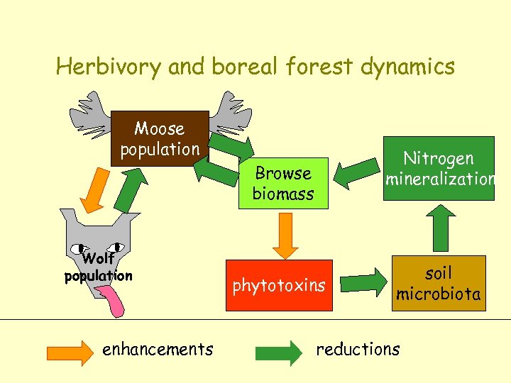 Herbivory and boreal forest dynamics Moose population Nitrogen mineralization Browse biomass Wolf population enhancements