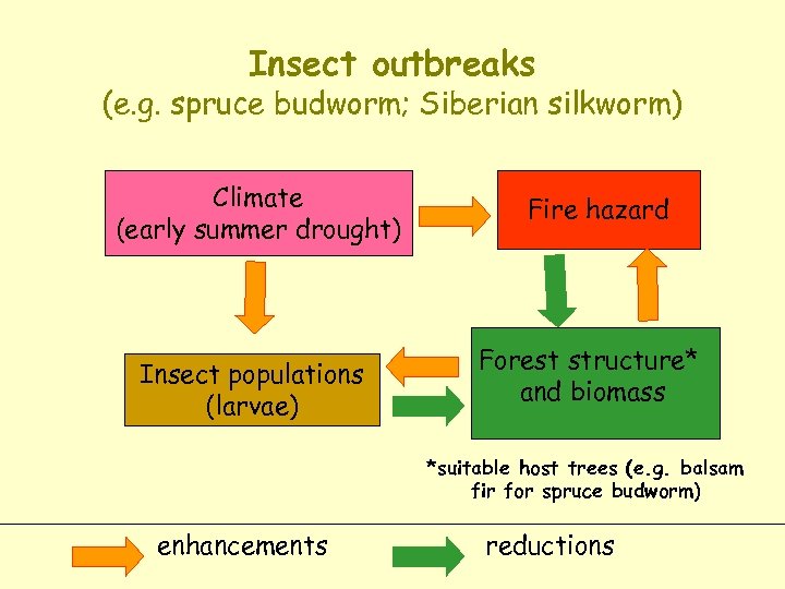 Insect outbreaks (e. g. spruce budworm; Siberian silkworm) Climate (early summer drought) Insect populations