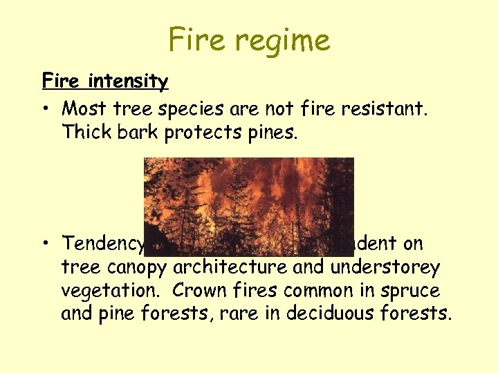 Fire regime Fire intensity • Most tree species are not fire resistant. Thick bark