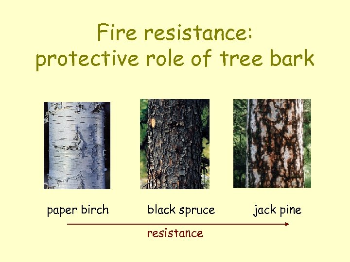 Fire resistance: protective role of tree bark paper birch black spruce resistance jack pine