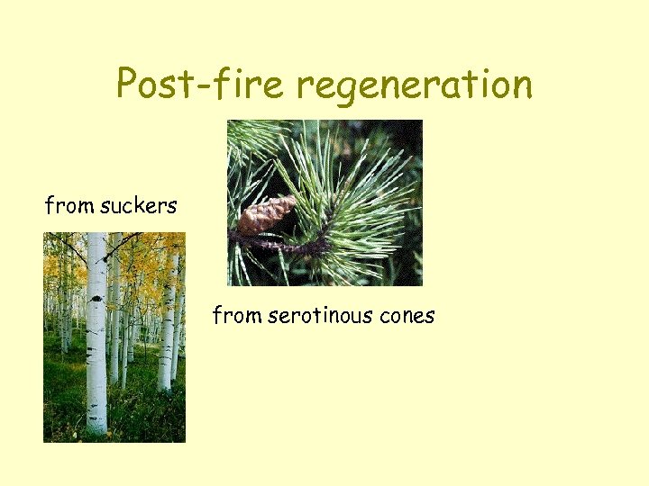 Post-fire regeneration from suckers from serotinous cones 