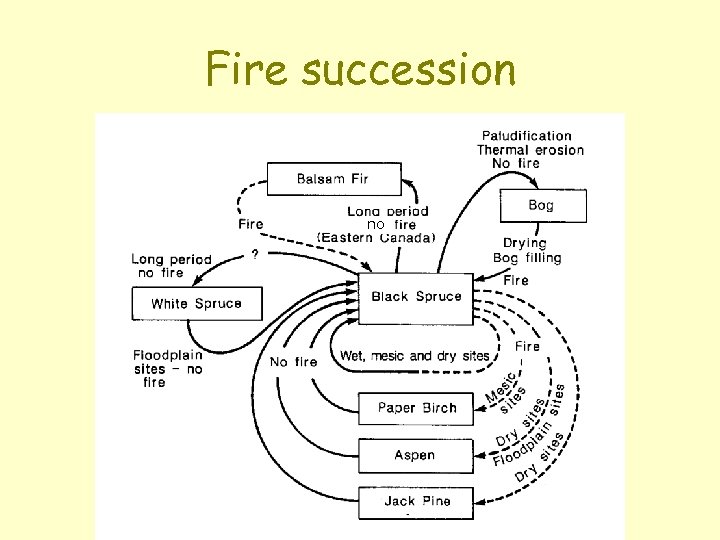 Fire succession no 