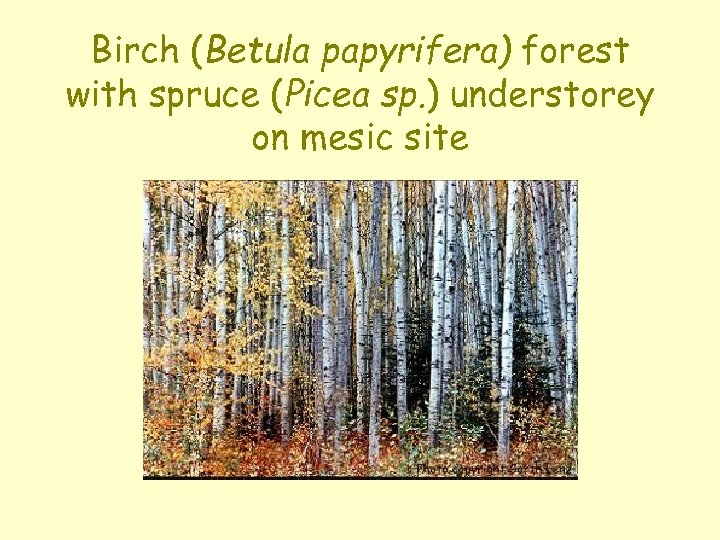 Birch (Betula papyrifera) forest with spruce (Picea sp. ) understorey on mesic site 