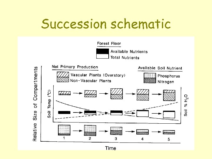 Succession schematic 