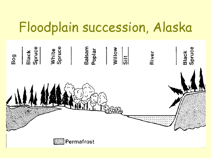 Floodplain succession, Alaska 