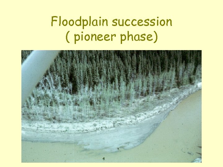 Floodplain succession ( pioneer phase) 