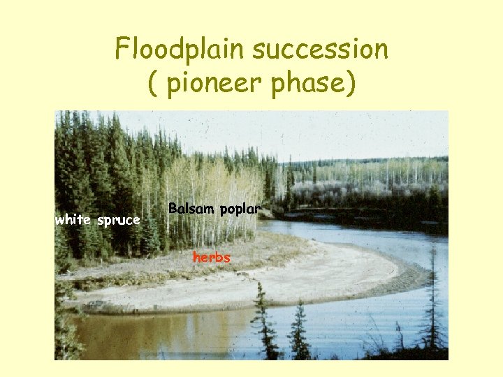 Floodplain succession ( pioneer phase) white spruce Balsam poplar herbs 