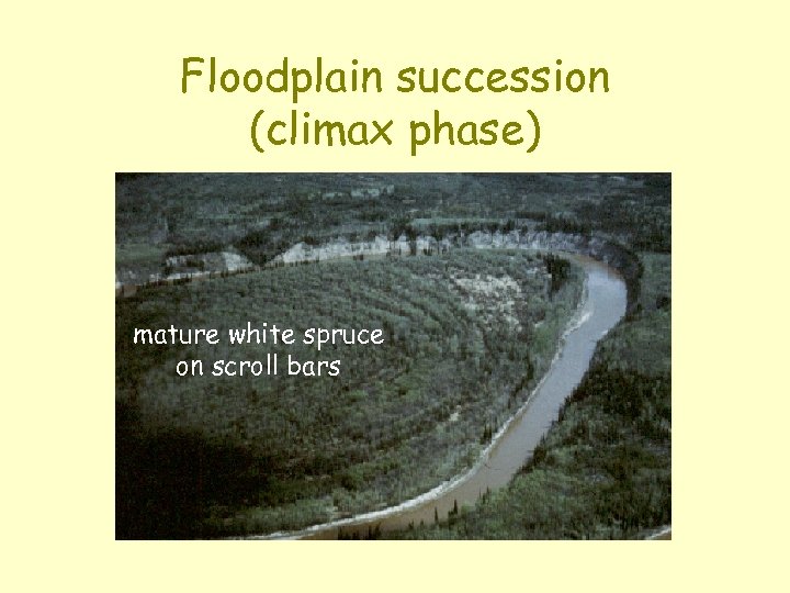 Floodplain succession (climax phase) mature white spruce on scroll bars 