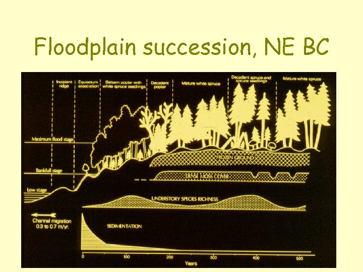 Floodplain succession, NE BC 