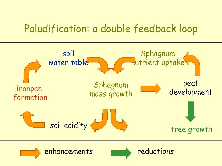 Paludification: a double feedback loop soil water table Sphagnum nutrient uptake Sphagnum moss growth