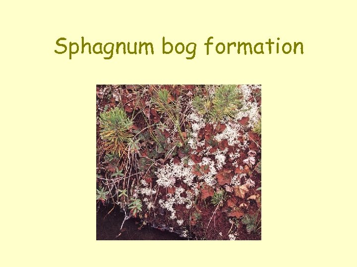 Sphagnum bog formation 