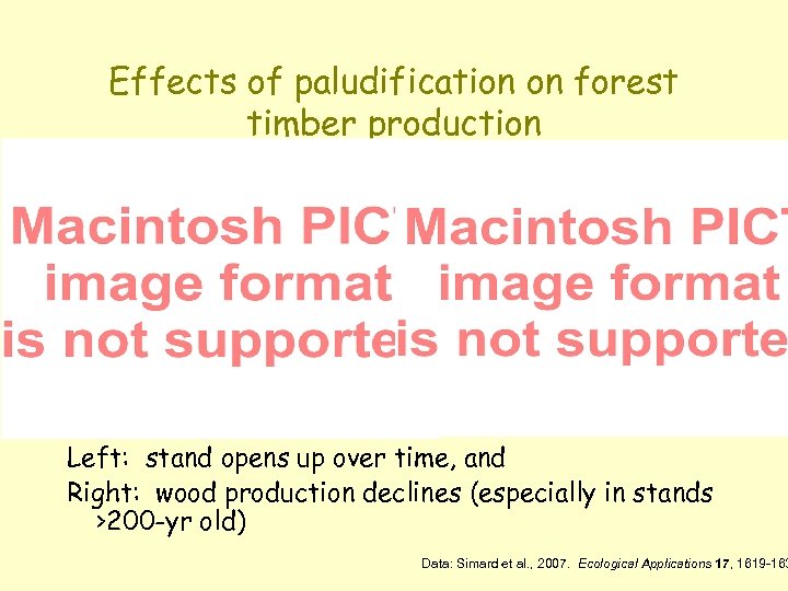 Effects of paludification on forest timber production Left: stand opens up over time, and