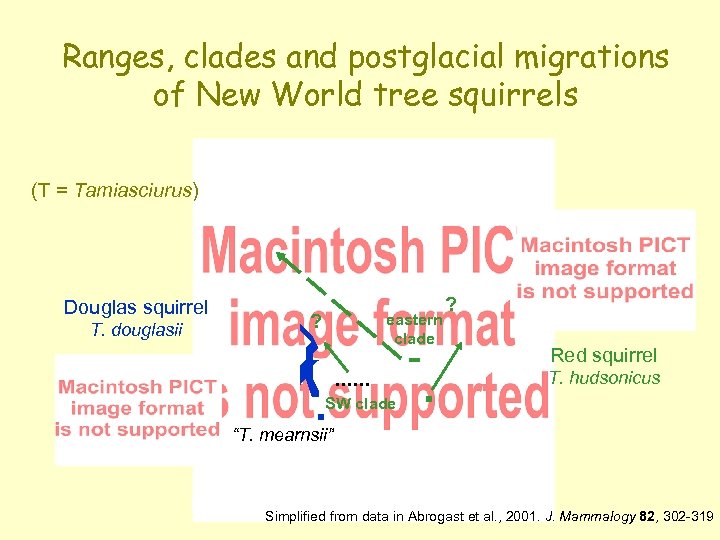 Ranges, clades and postglacial migrations of New World tree squirrels (T = Tamiasciurus) Douglas