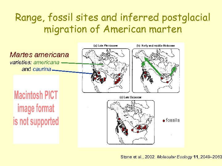 Range, fossil sites and inferred postglacial migration of American marten Martes americana varieties: americana