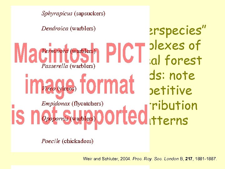 Sphyrapicus (sapsuckers) Dendroica (warblers) Vermivora (warblers) Passerella (warblers) Vireo (vireos) Empidonax (flycatchers) Opopornis (warblers)