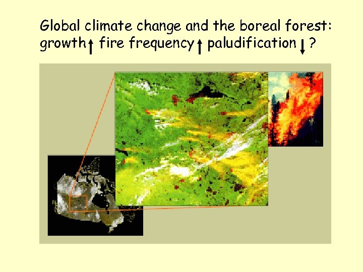 Global climate change and the boreal forest: growth fire frequency paludification ? 