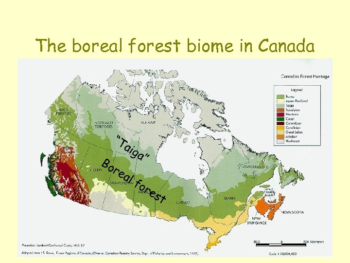 The boreal forest biome in Canada “T Bo aig re a a” lf or