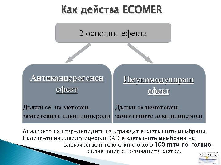 Как действа ECOMER Аналозите на етер-липидите се вграждат в клетъчните мембрани. Наличието на алкилглицероли