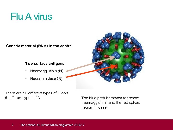 Flu A virus Genetic material (RNA) in the centre Two surface antigens: • Haemagglutinin