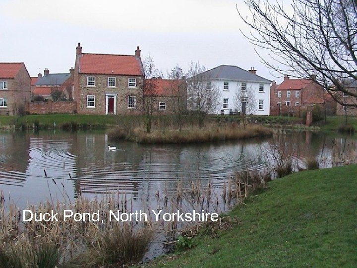 Duck Pond, North Yorkshire 