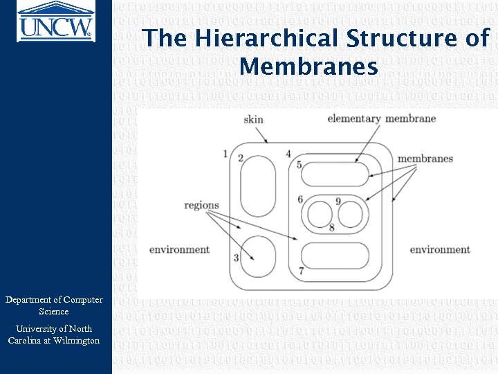 The Hierarchical Structure of Membranes Department of Computer Science University of North Carolina at