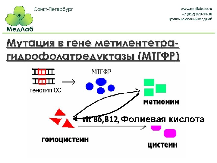 Мутация в гене метилентетрагидрофолатредуктазы (МТГФР) Фолиевая кислота 