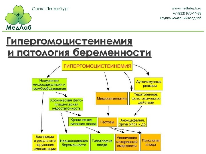 Гипергомоцистеинемия и патология беременности 