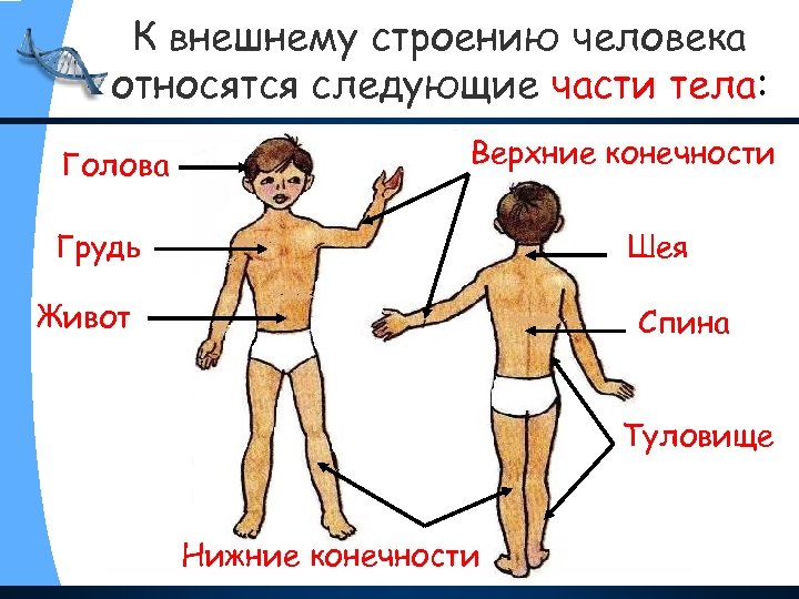 К внешнему строению человека относятся следующие части тела: Голова Верхние конечности Грудь Шея Живот