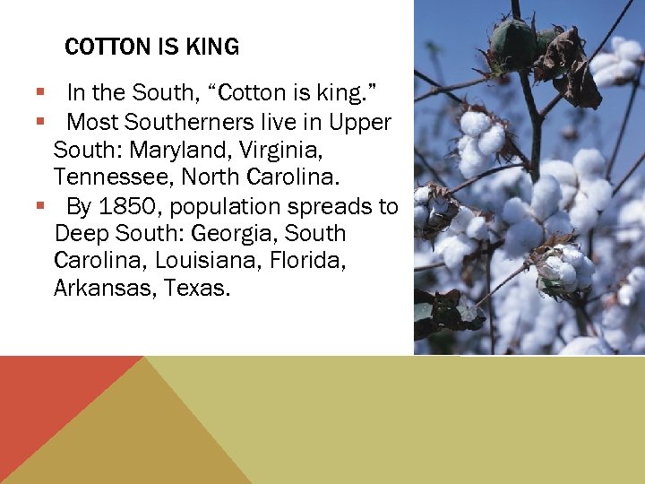 COTTON IS KING § In the South, “Cotton is king. ” § Most Southerners